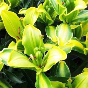  Лилия азиатская Yellow Parrot (Йеллоу Пэррот)