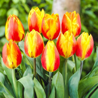 Луковицы Тюльпан Хит Парад (в упаковке - 3шт.)