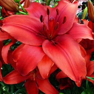  Лилия азиатская Red Highland (Рэд Хайленд)