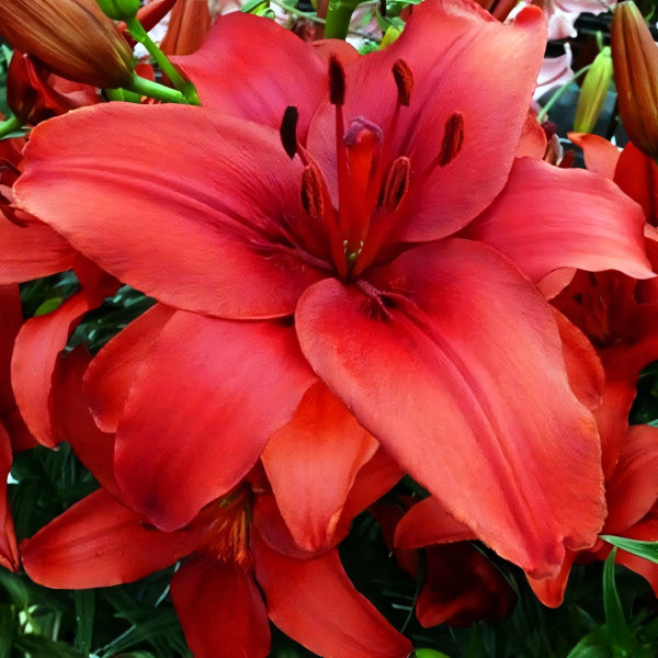 Луковицы  Лилия азиатская Red Highland (Рэд Хайленд) (3шт.)