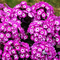 Саженцы Флокс метельчатый Laura (Лаура)