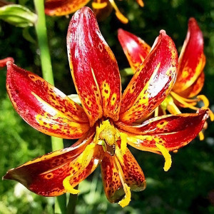  Лилия Arabian Knight (Арабиан Найт)