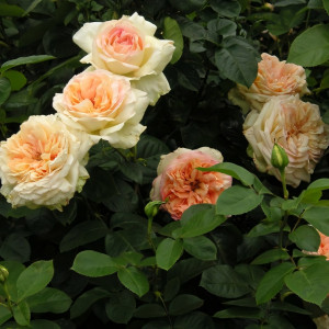 Саженцы Роза чайно-гибридная Альфонс Доде