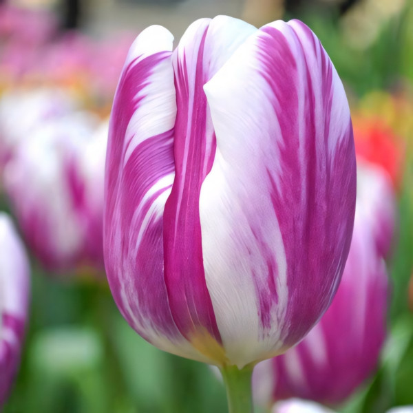 Луковицы Тюльпан Триумф Флэминг Флэг (в упаковке - 3шт.)