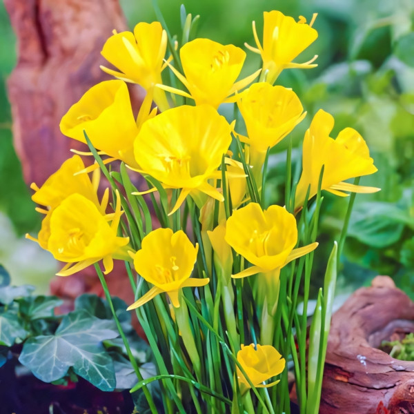 Луковицы Нарцисс мини Голден Беллз (в упаковке - 3шт.)