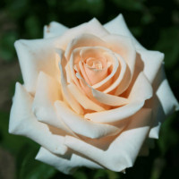 Саженцы Роза чайно-гибридная Ла Перла