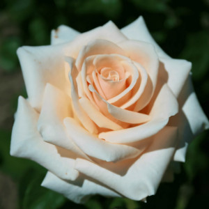 Саженцы Роза чайно-гибридная Ла Перла