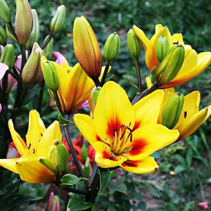  Лилия биколор азиатская Grand Cru (Гранд Крю)