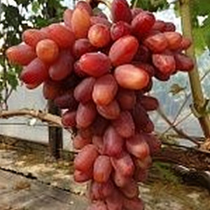 Саженцы Виноград Казанова