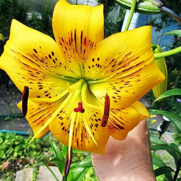 Луковицы  Лилия тигровая Yellow Bruse (Йеллоу Брюсе) (3шт.)