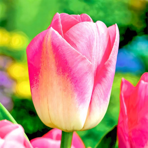 Тюльпан Триумф Династия (в упаковке - 3шт.)