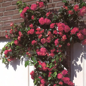 Саженцы Роза плетистая Шогун