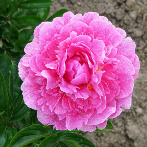 Саженцы Пион The Fawn (Зе Фоун)