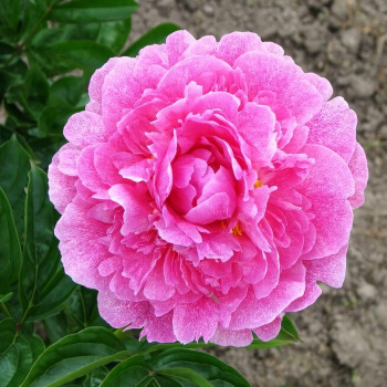 Саженцы Пион The Fawn (Зе Фоун)