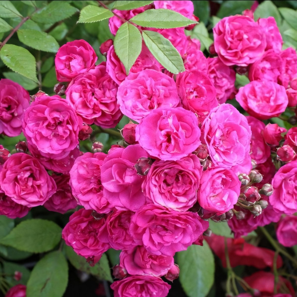 Саженцы Роза флорибунда Динки