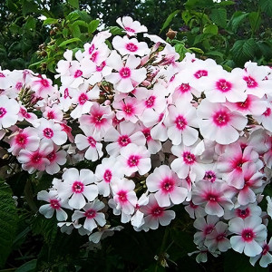 Саженцы Флокс Europa (Европа)