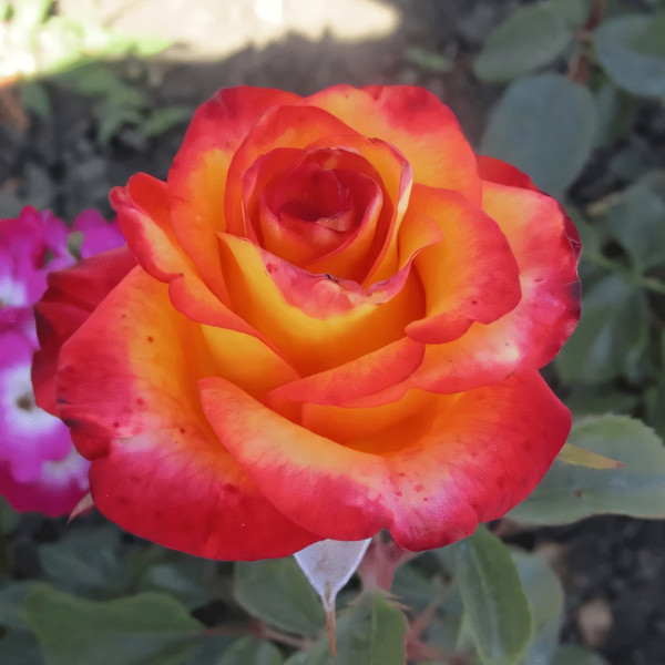 Саженцы Роза чайно-гибридная Хай Мэджик