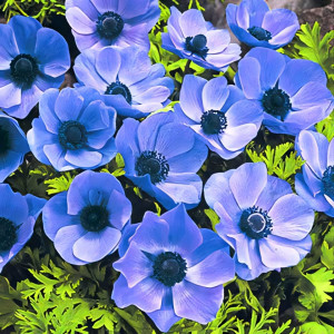 Анемона Мистер Фоккер