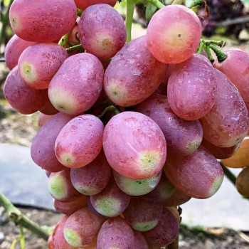 Саженцы Виноград Басанти