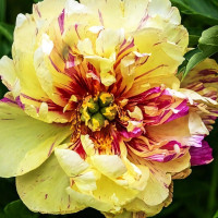 Саженцы Пион Lollipop (Лолипоп)