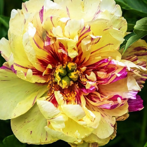 Саженцы Пион Lollipop (Лолипоп)