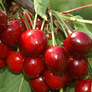 Саженцы Черешня Тютчевка