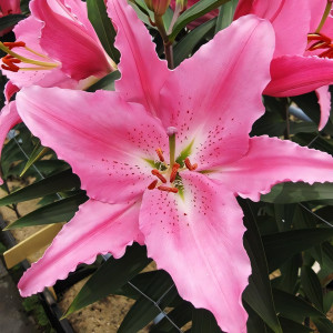  Лилия восточная Euscadi (Эускади)