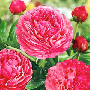 Пион Генри Бокстос