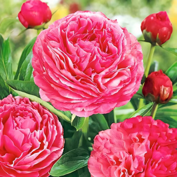 Пион Генри Бокстос