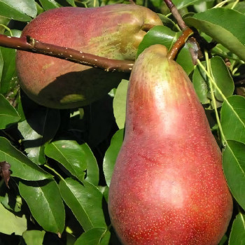 Саженцы Груша Дево