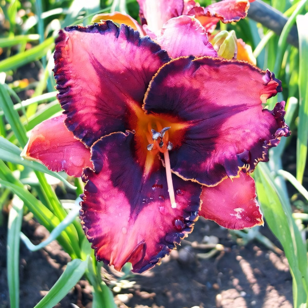 Саженцы Лилейник Extravagant (Экстравагант)