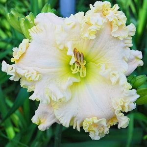 Саженцы Лилейник Alpine Ruffles (Алпайн Раффлс)