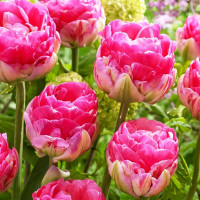 Луковицы Тюльпан махровый Ап Пинк (в упаковке - 3шт.)