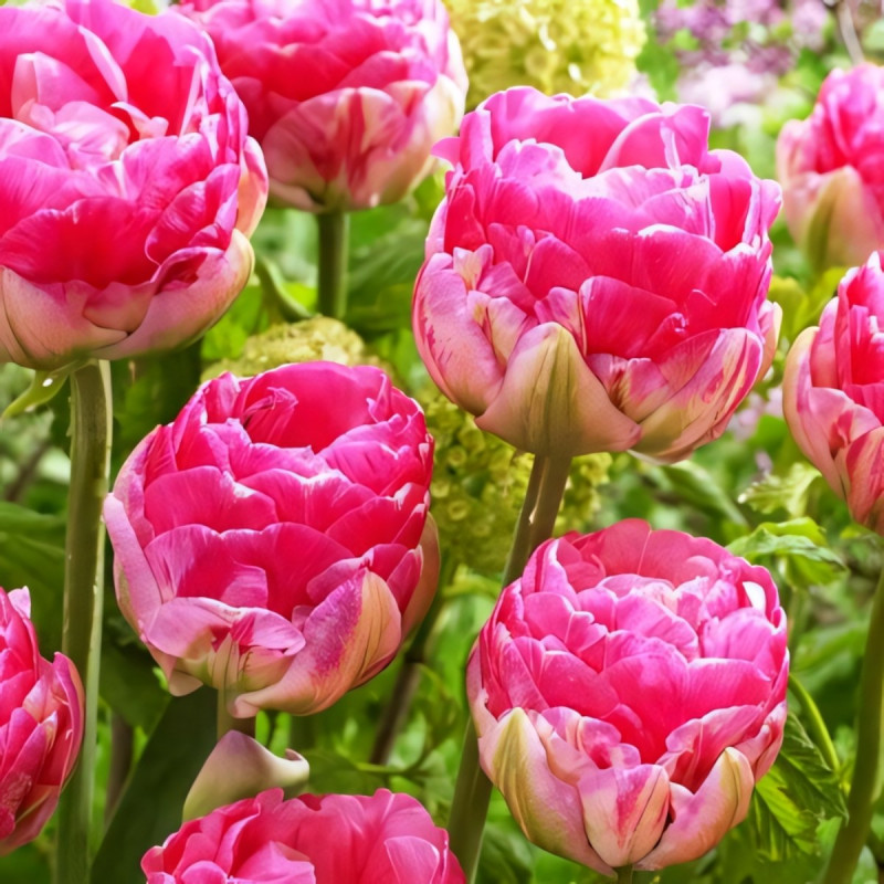 Луковицы Тюльпан махровый Ап Пинк (в упаковке - 3шт.)