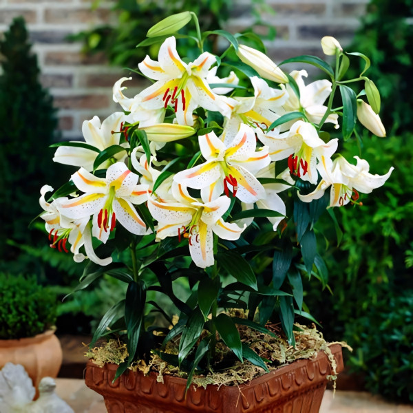 Луковицы  Лилия восточная Garden Party (Гарден Пати) (3шт.)