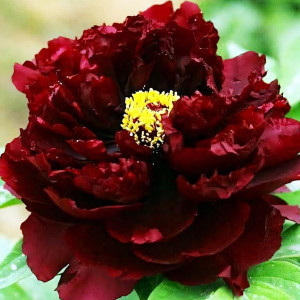 Саженцы Пион Дракон В Пруду