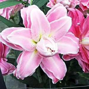  Лилия махровая восточная Accolade (Акколейд)