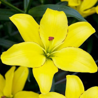 Луковицы  Лилия ЛА гибрид Yellow Cocot (Йеллоу Кокот) (3шт.)