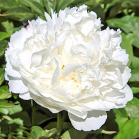 Саженец Пион Вайт