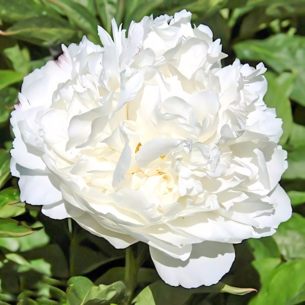 Саженец Пион Вайт