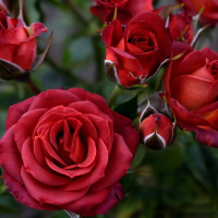 Саженцы Роза спрей Чокочино