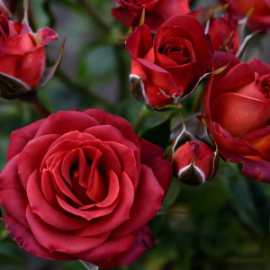 Саженцы Роза спрей Чокочино