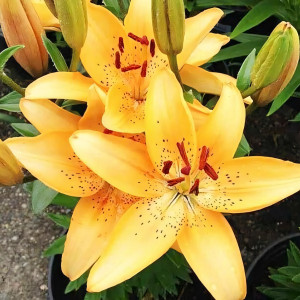  Лилия азиатская Apricot Joy (Априкот джой)