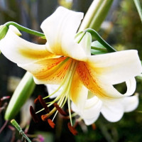 Луковицы Саженцы Лилия ОТ гибрид Mister Cas (Мистер Кас) (3шт.)