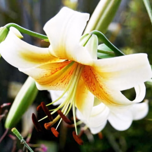  Лилия ОТ гибрид Mister Cas (Мистер Кас)