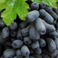 Саженцы Виноград кишмиш Аватар