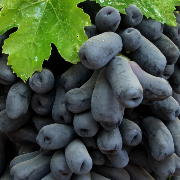 Саженцы Виноград кишмиш Аватар