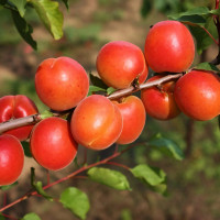 Саженцы Абрикос Пинкот