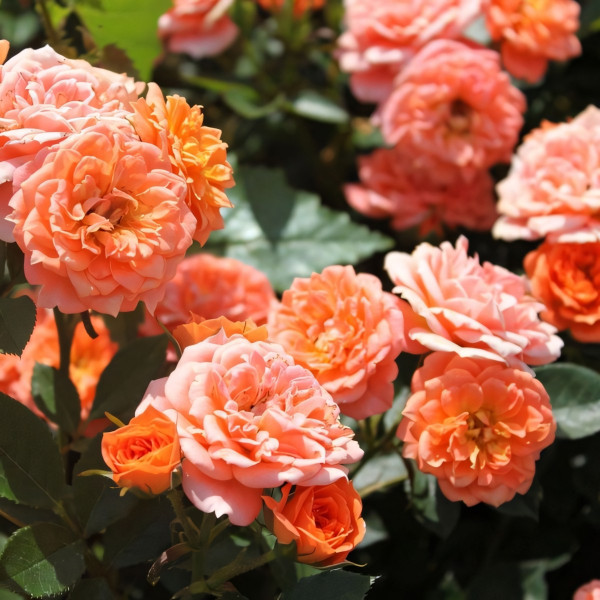 Саженцы Роза спрей Нинетта