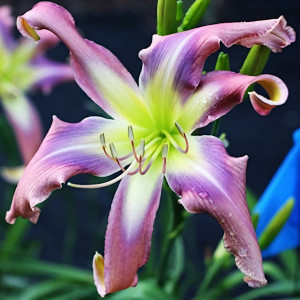 Саженцы Лилейник Twirling Tower (Твирлинг Тауэр)